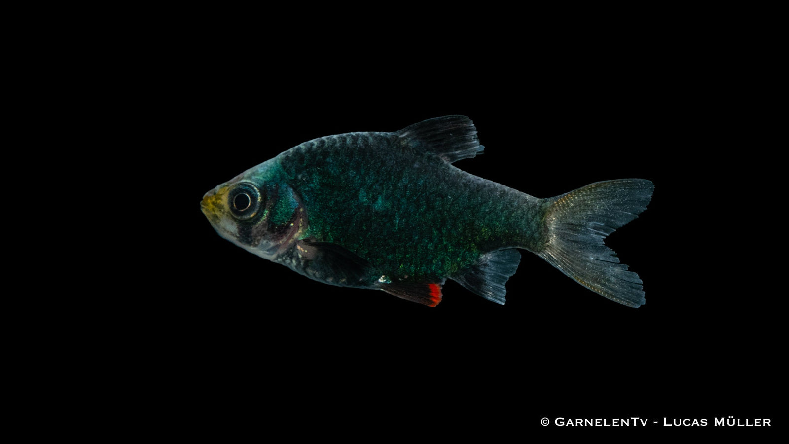 Moosbarbe XXL Puntigrus tetrazona im Aquarium