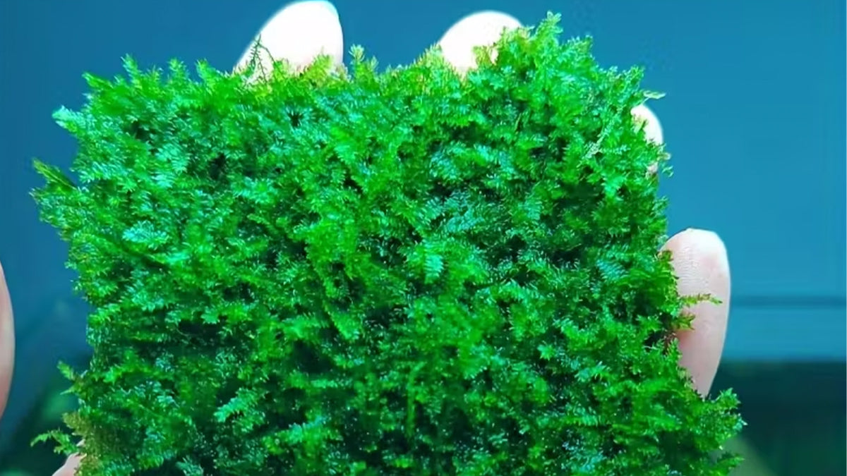 Moosgitter aus rostfreiem Stahl