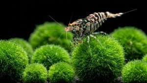 caridina Garnele sitzt auf einer Mooskugel und frisst Mikroorganismen.