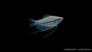 Mosaikfadenfisch - Trichogaster leeri