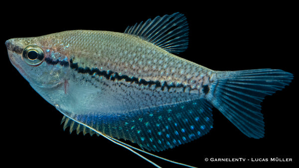 Mosaikfadenfisch - Trichogaster leeri