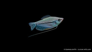 Mosaikfadenfisch - Trichogaster leeri