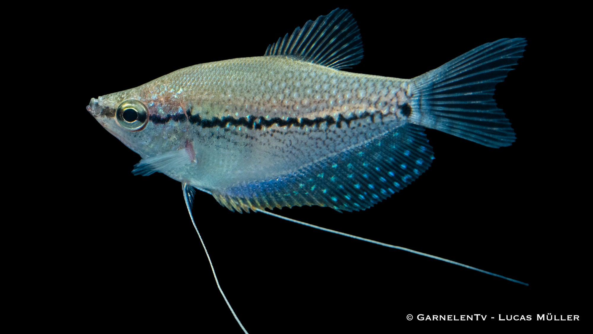 Mosaikfadenfisch Trichogaster leeri im Aquarium