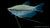 Mosaikfadenfisch Trichogaster leeri im Aquarium