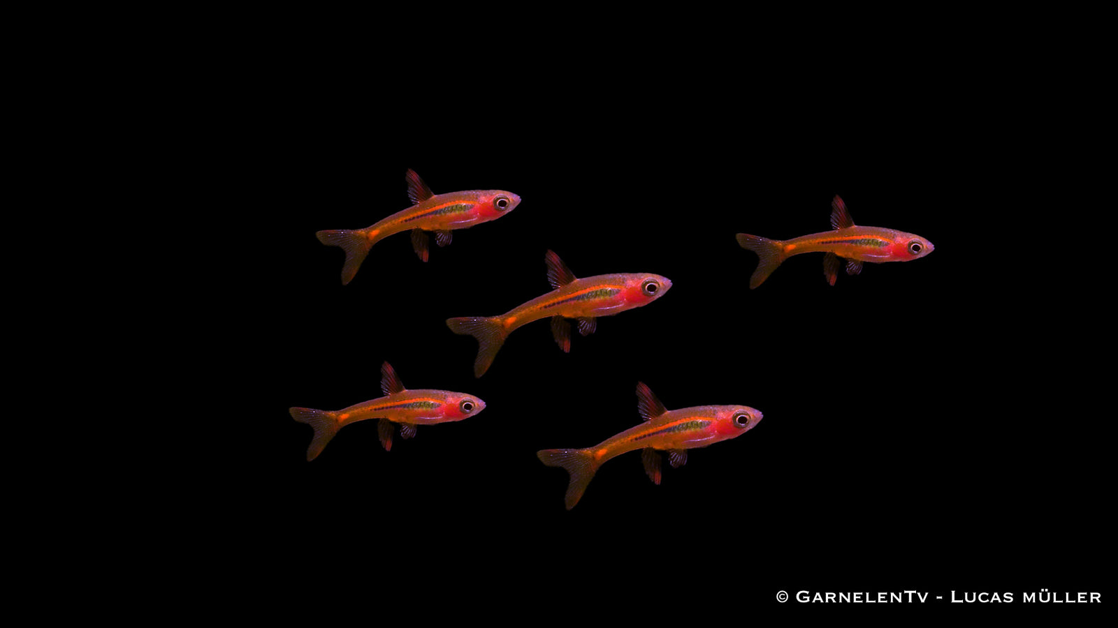 Mosquitorasbora (Boraras brigittae) im Aquarium