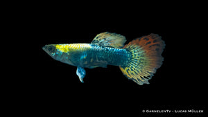 Multicolor Dumbo Ear Guppy displaying its large pectoral fins
