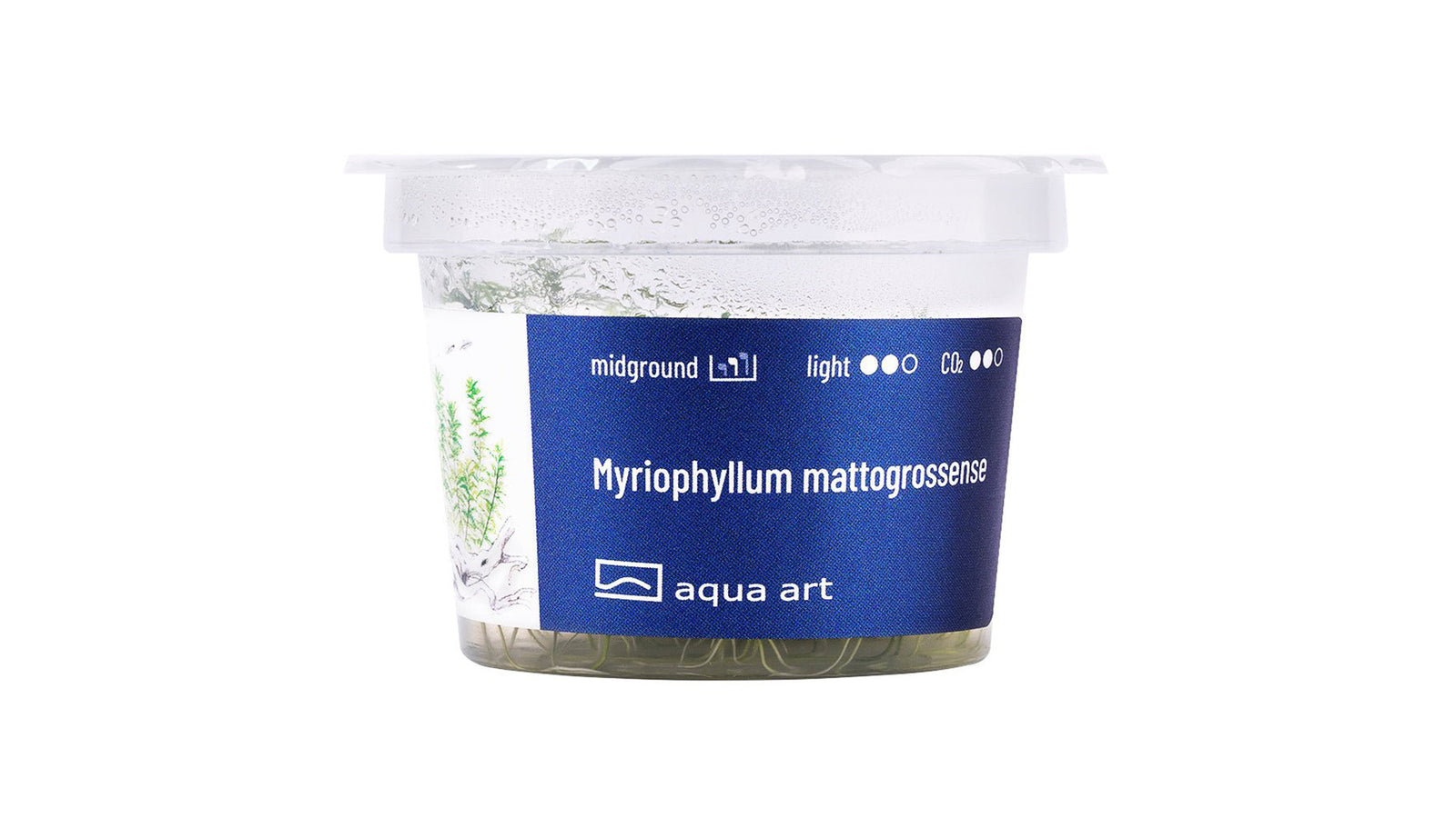 Myriophyllum mattogrossense - InVitro - GarnelenTv-Shop

Myriophyllum mattogrossense InVitro – Dekorative, federartige Stängelpflanze

