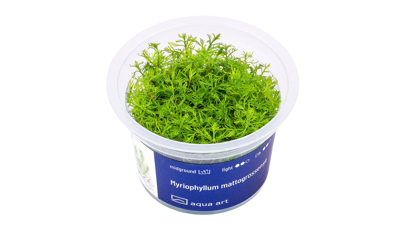 Myriophyllum mattogrossense - InVitro - GarnelenTv-Shop

Myriophyllum mattogrossense InVitro – Dekorative, federartige Stängelpflanze


