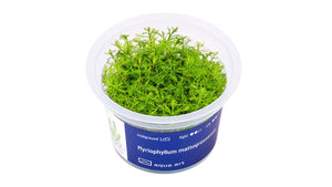 Myriophyllum mattogrossense - InVitro - GarnelenTv-Shop

Myriophyllum mattogrossense InVitro – Dekorative, federartige Stängelpflanze

