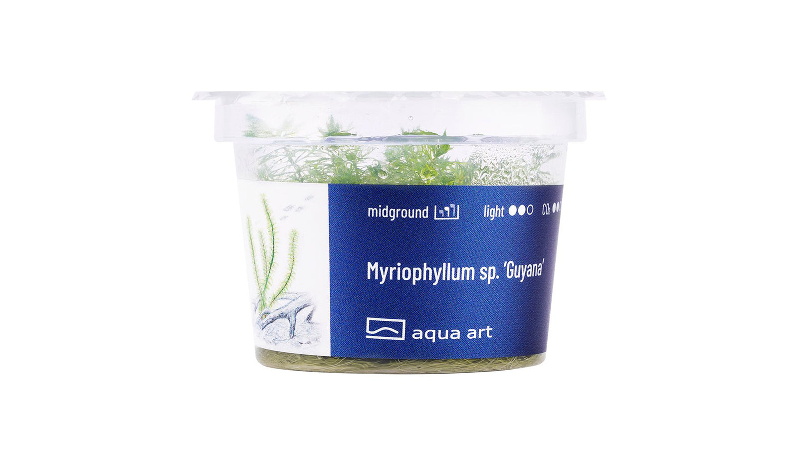 Myriophyllum sp. ’Guyana’  - InVitro