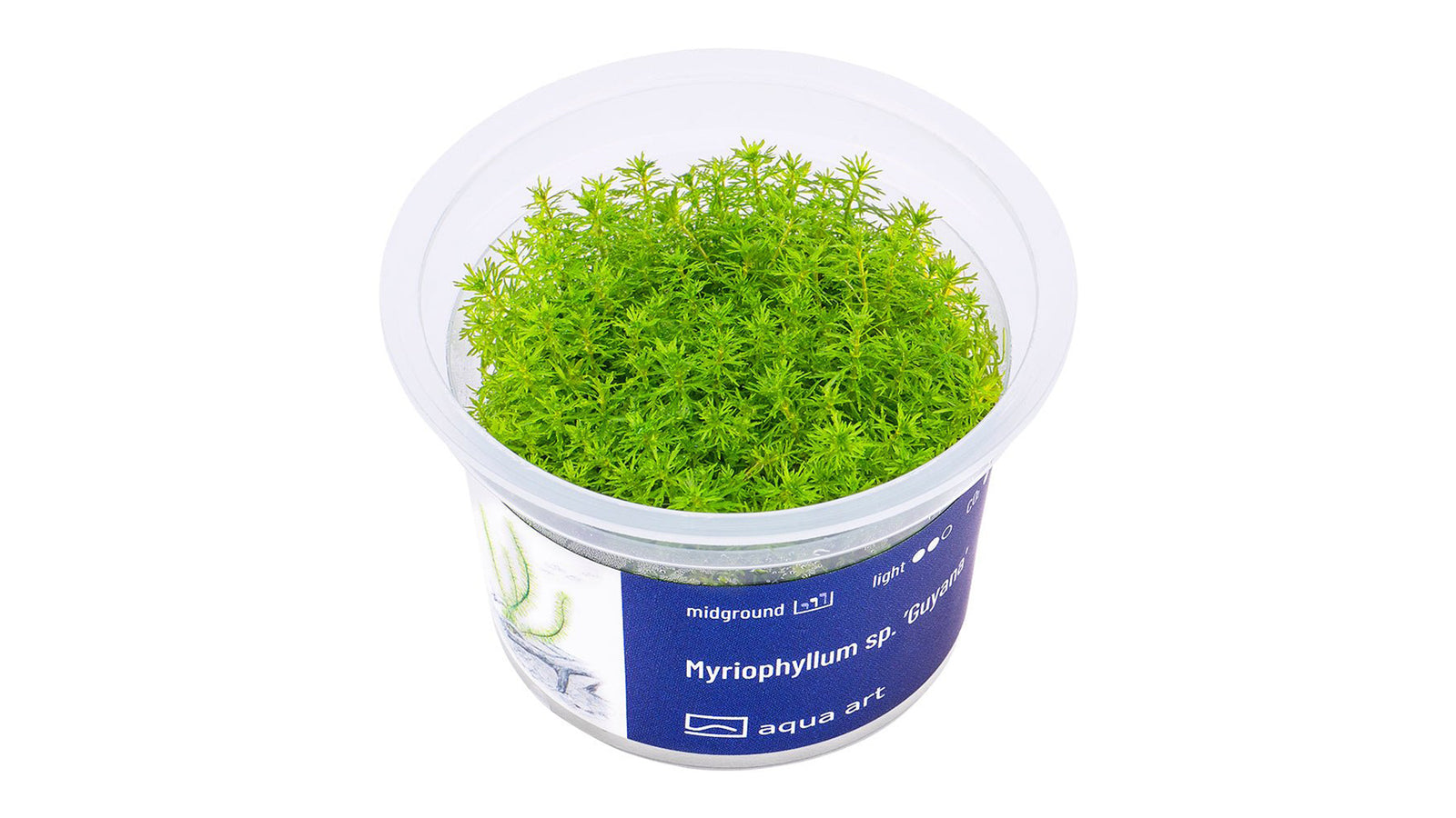 Myriophyllum sp. ’Guyana’  - InVitro