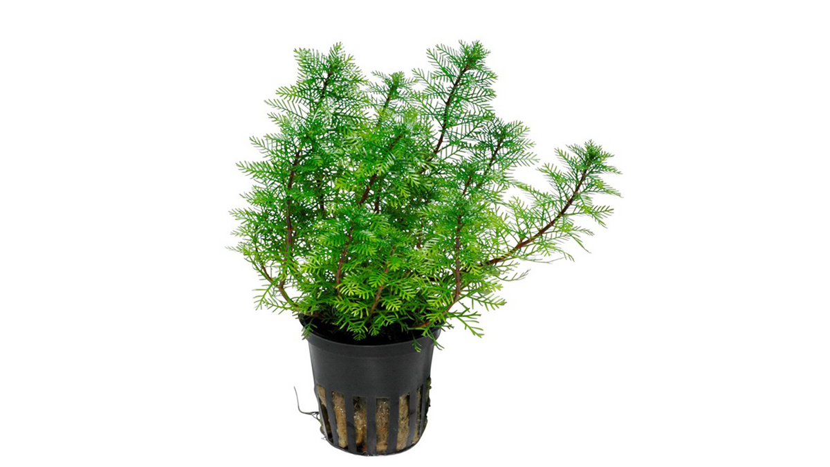 Myriophyllum mattogrossense - Tropica