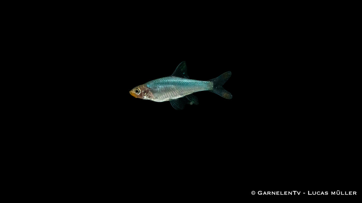 Nacktlaube fish in peaceful aquarium environment
