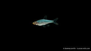 Nacktlaube fish in peaceful aquarium environment
