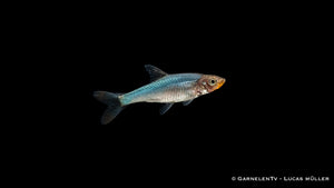 Nacktlaube - Sawbwa resplendens
