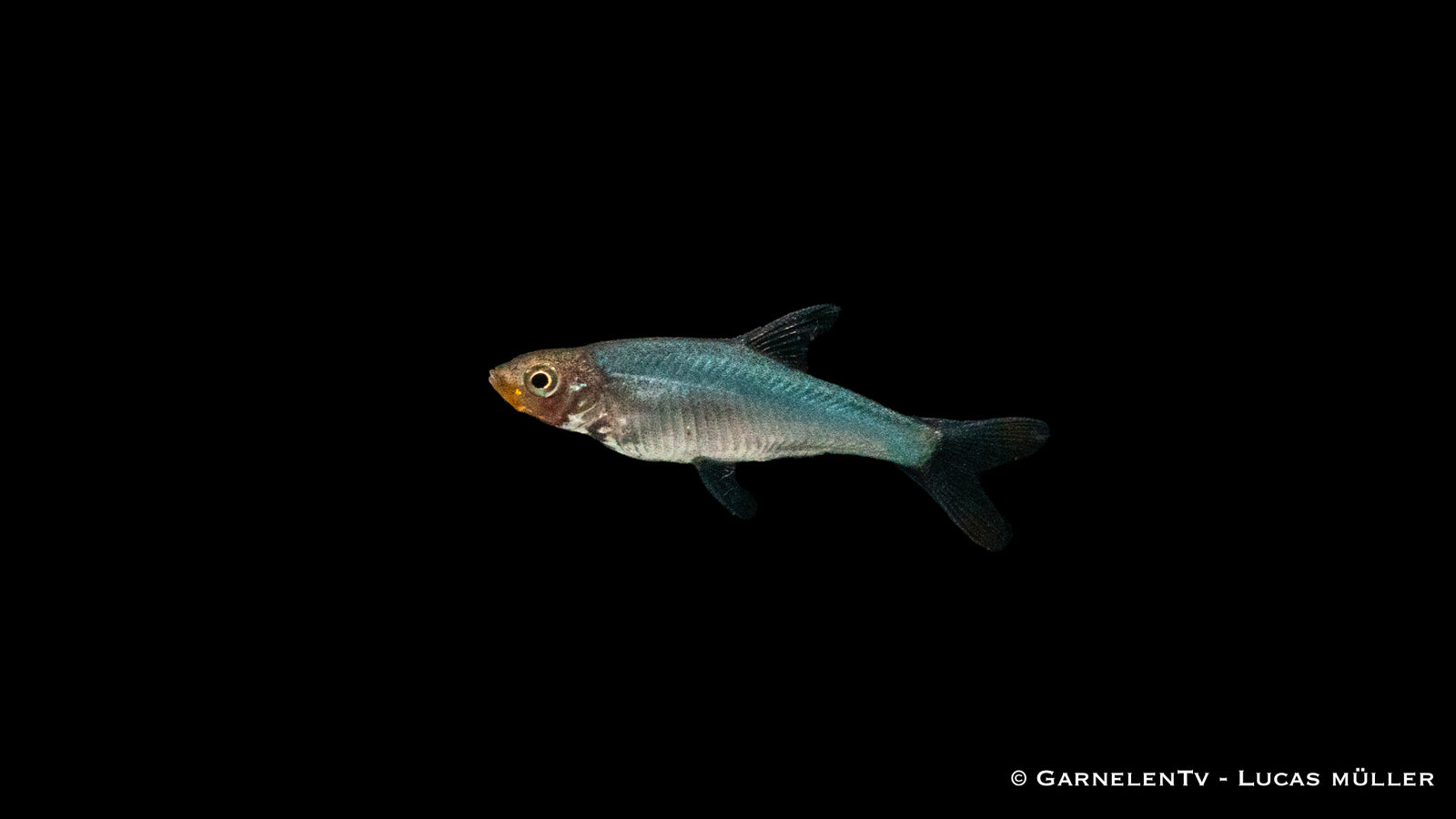 Nacktlaube (Sawbwa resplendens) swimming in aquarium