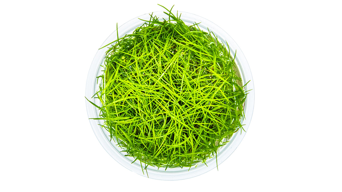 Eleocharis acicularis - Nadelsimse von oben