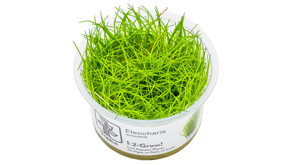 Eleocharis acicularis - Nadelsimse