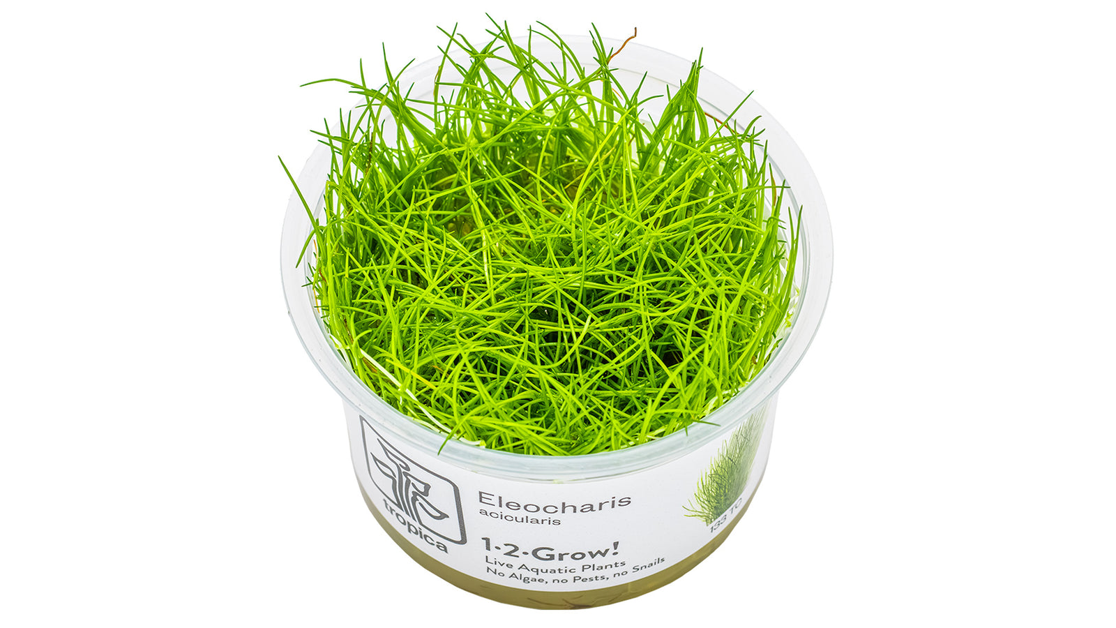 Eleocharis acicularis - Nadelsimse Invitro