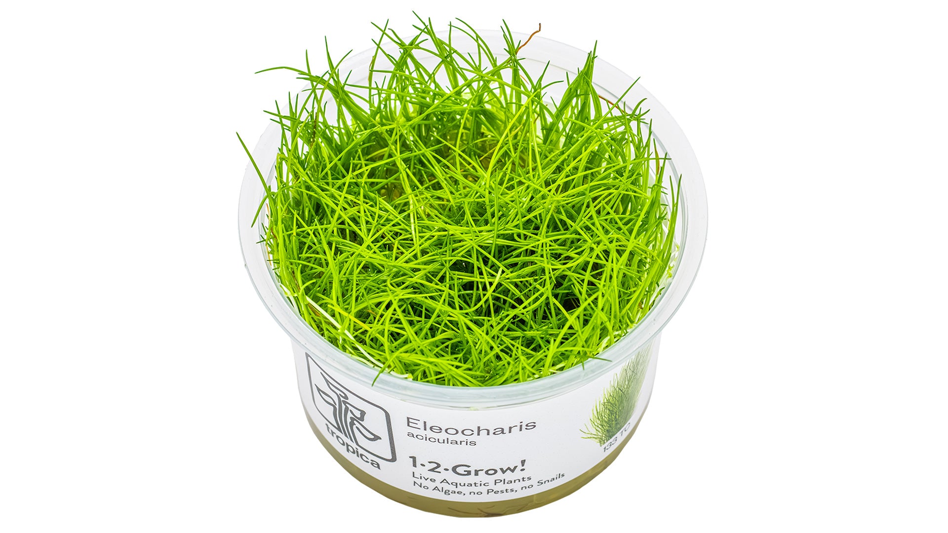 Eleocharis acicularis - Nadelsimse Invitro