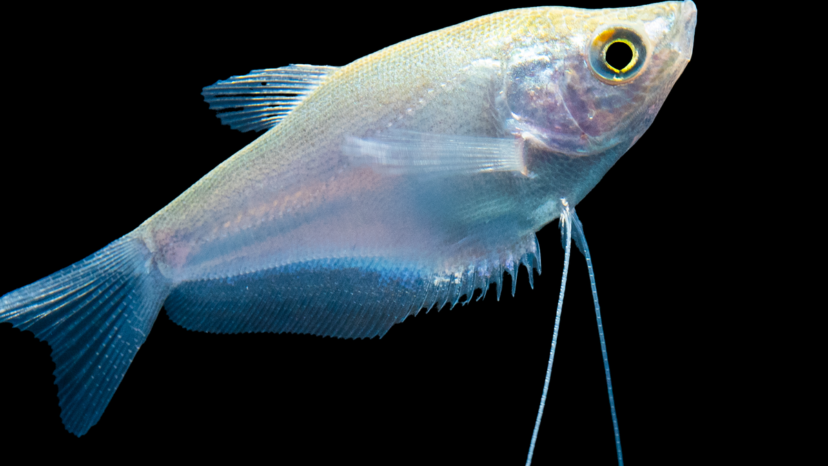 Nahaufnahme des Mondscheinfadenfischs unter Wasser