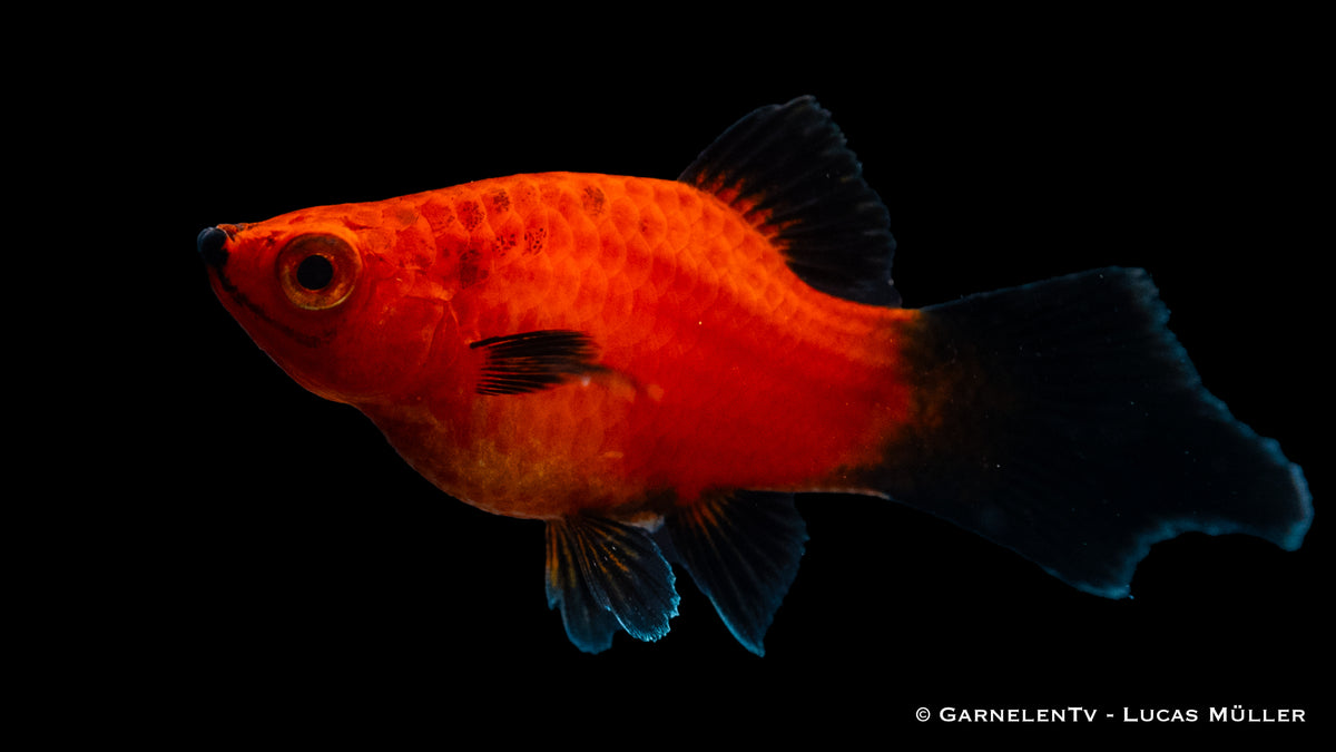 Nahaufnahme des Platy rot Wagtail Fisches
