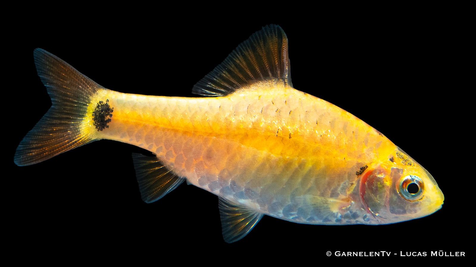 Brokatbarbe (Barbodes semifasciolatus) im Aquarium