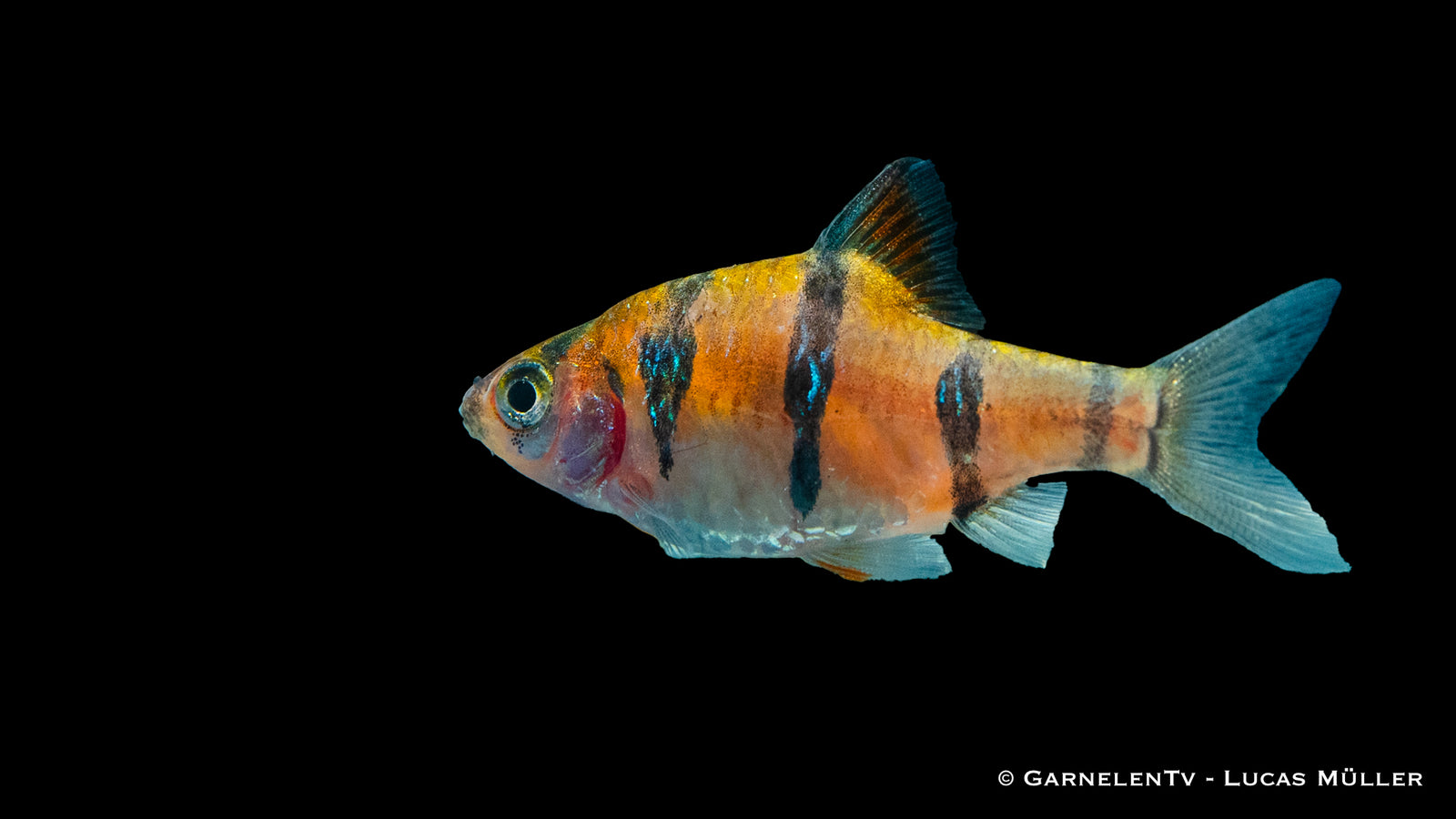 Fünfgürtelbarbe (Desmopuntius pentazona) schwimmt im Aquarium
