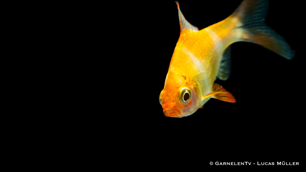 Nahaufnahme einer Sumatrabarbe Gold