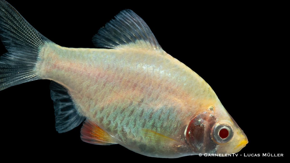 Nahaufnahme einer Sumatrabarbe Platin mit silbernem Schimmer