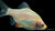 Sumatrabarbe Platin im Aquarium