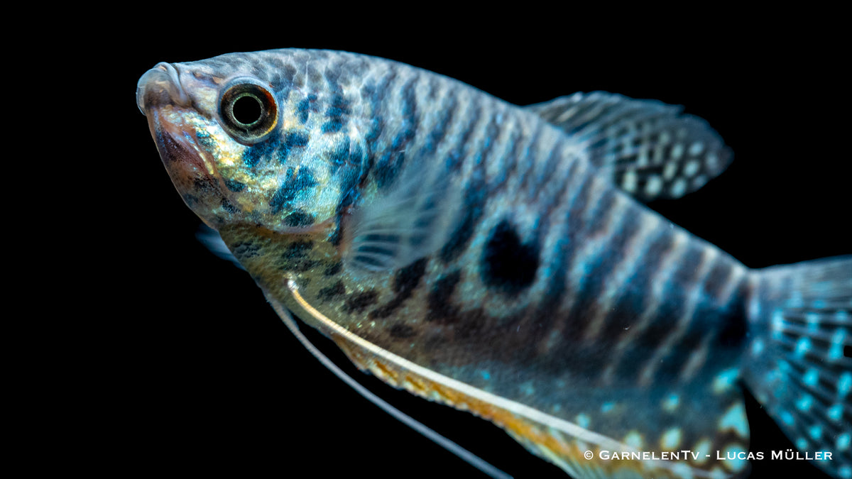 Nahaufnahme eines Blauen Fadenfischs mit schillernden Farben
