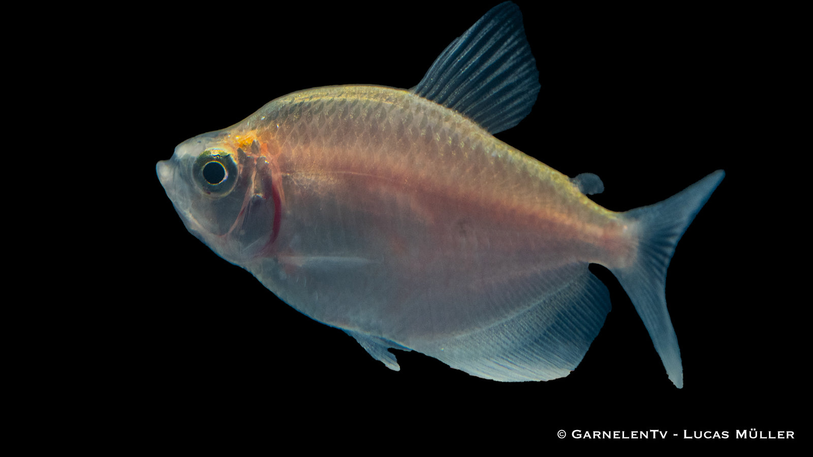 Goldener Trauermantelsalmler im Aquarium schwimmend