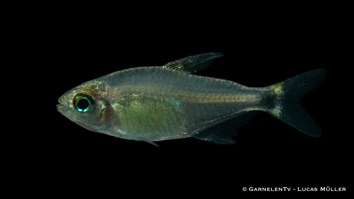 Nahaufnahme eines Hyphessobrycon procyon mit leuchtenden Farben