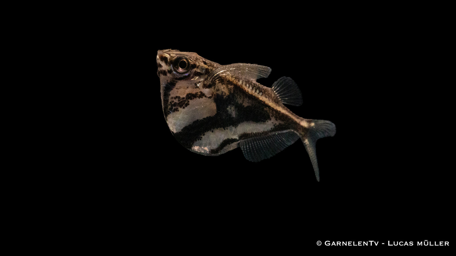 Marmorbeilbauch Carnegiella strigata fasciata im Aquarium