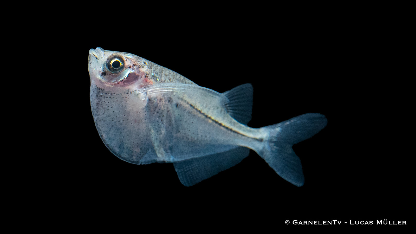 Platinbeilbauch (Thoracocharax stellatus) im Aquarium