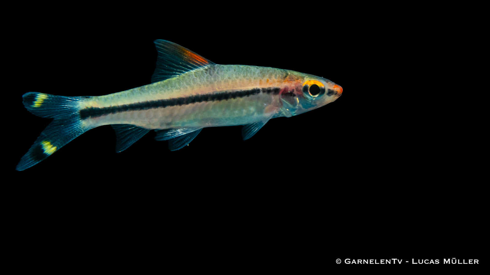 Rotstrichalgenfresser im Aquarium