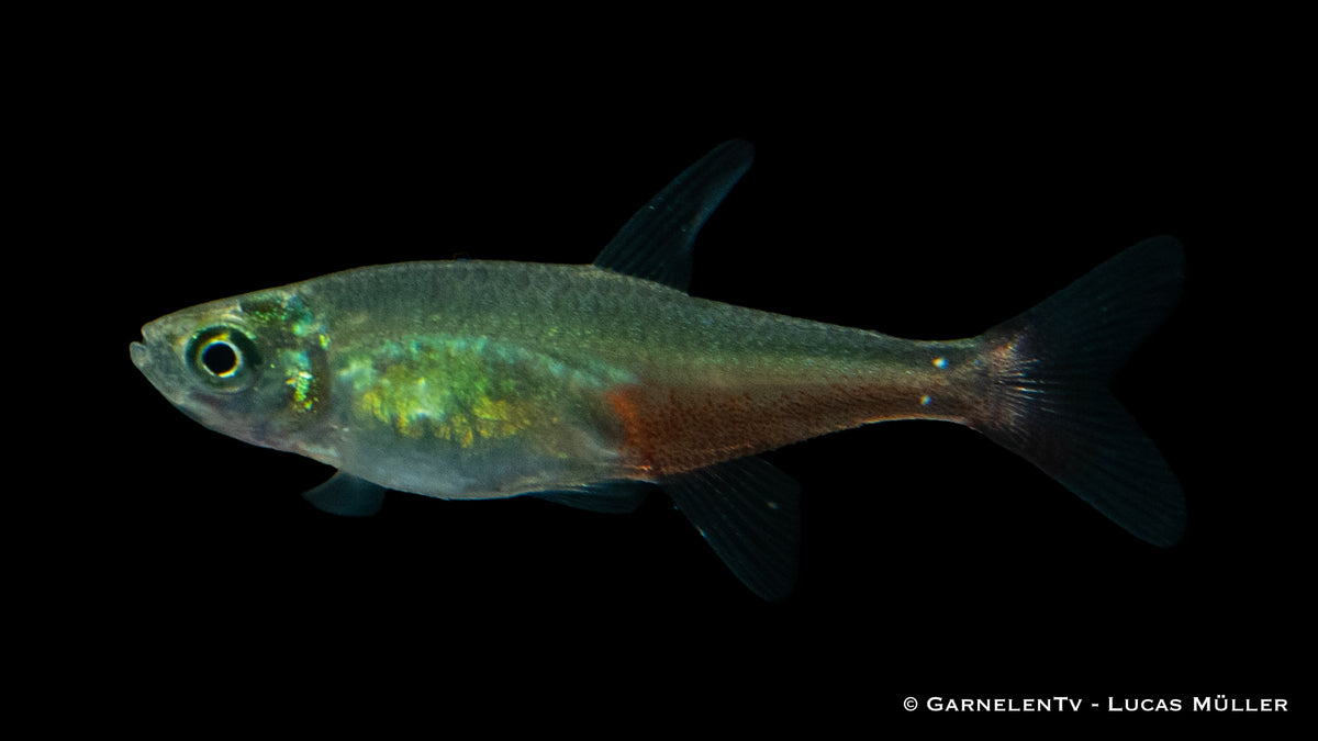 Nahaufnahme eines Rubinsalmlers in einem Aquarium