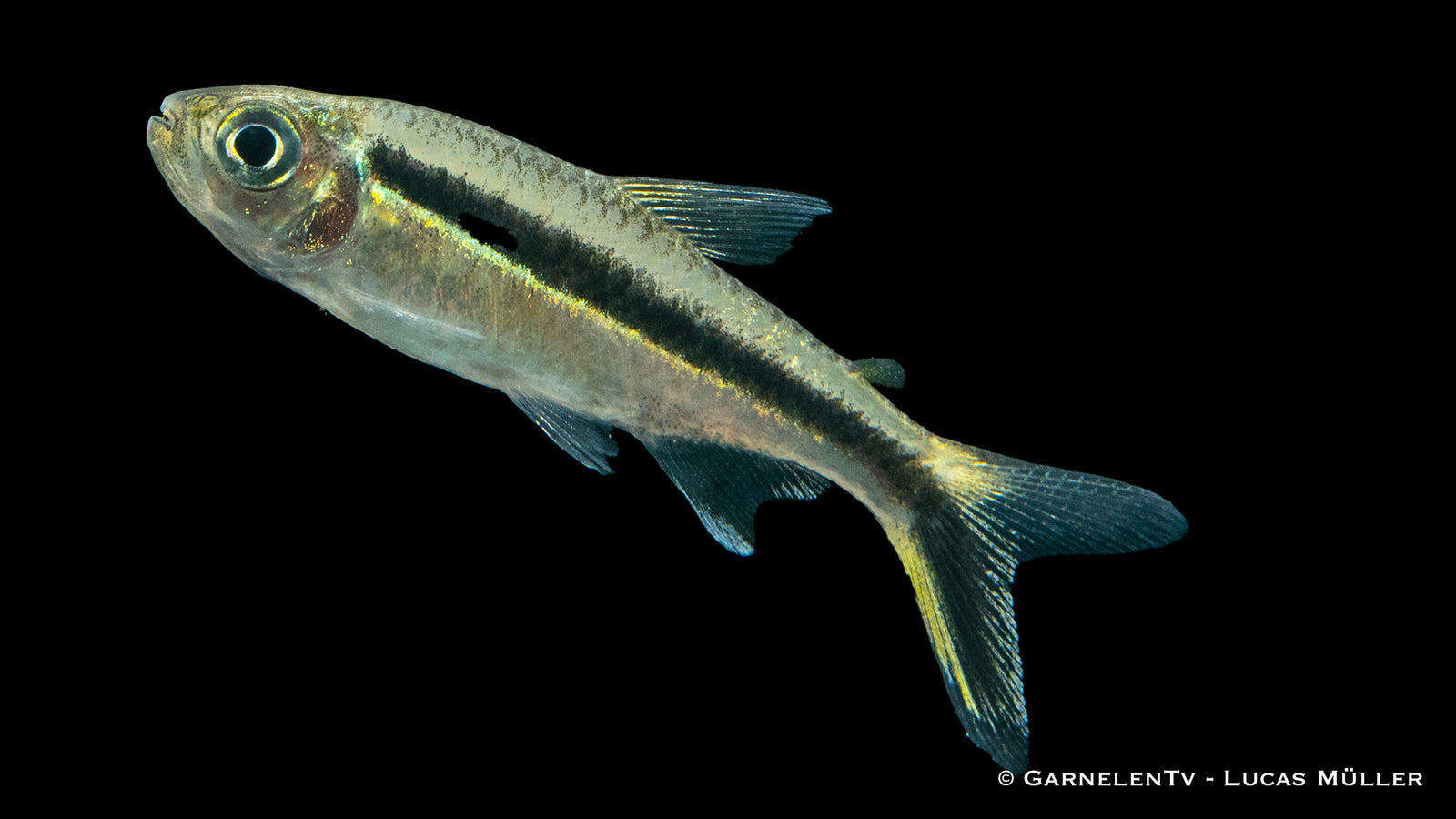 Schrägschwimmer (Thayeria boehlkei) im Aquarium