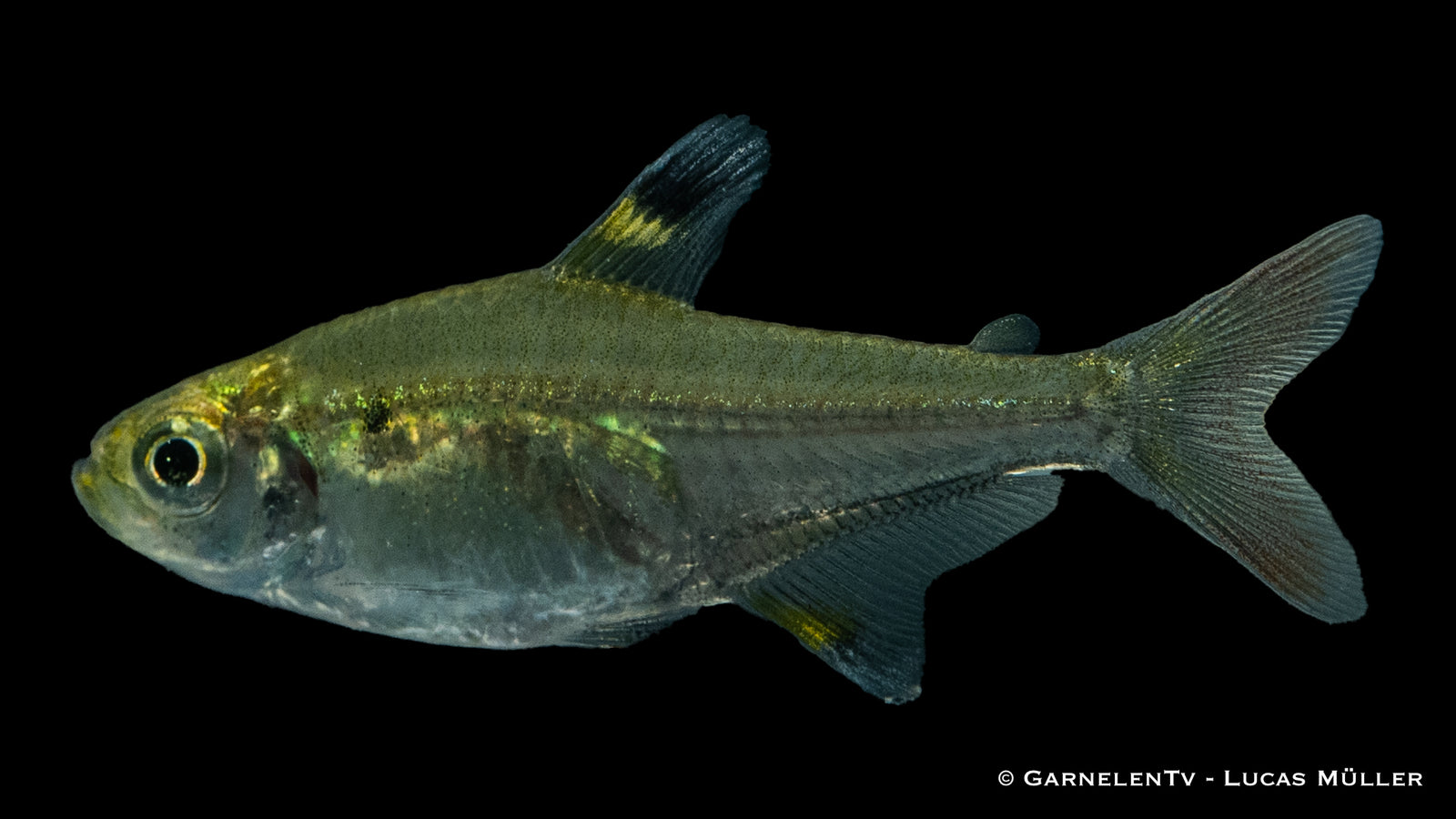 Sternflecksalmler (Pristella maxillaris) im Aquarium
