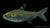 Sternflecksalmler (Pristella maxillaris) im Aquarium
