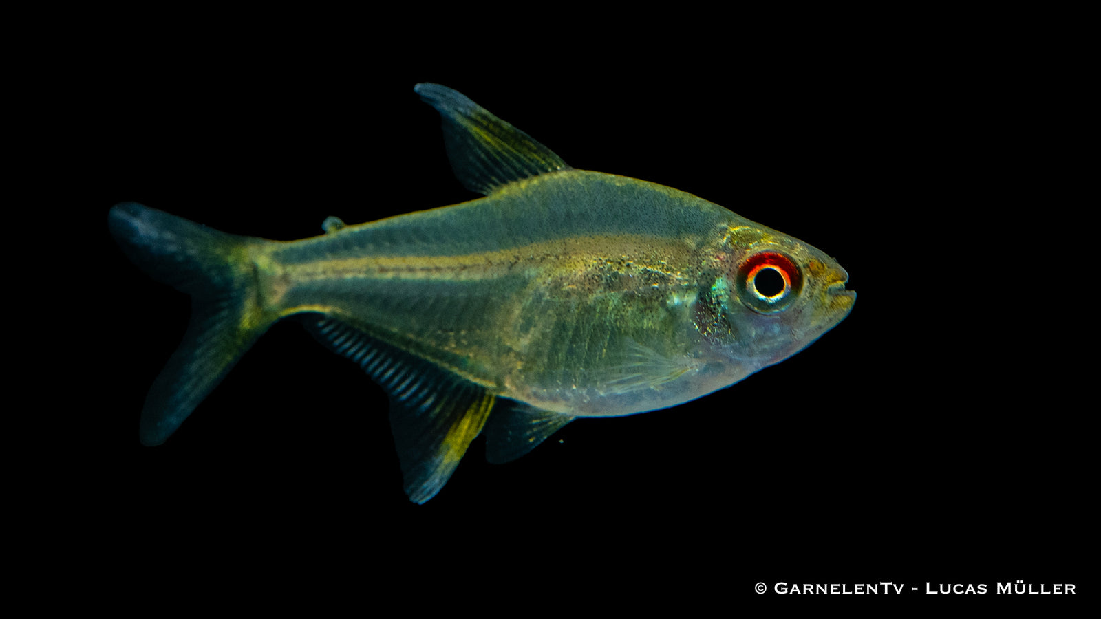 Zitronensalmler (Hyphessobrycon pulchripinnis) schwimmt im Aquarium
