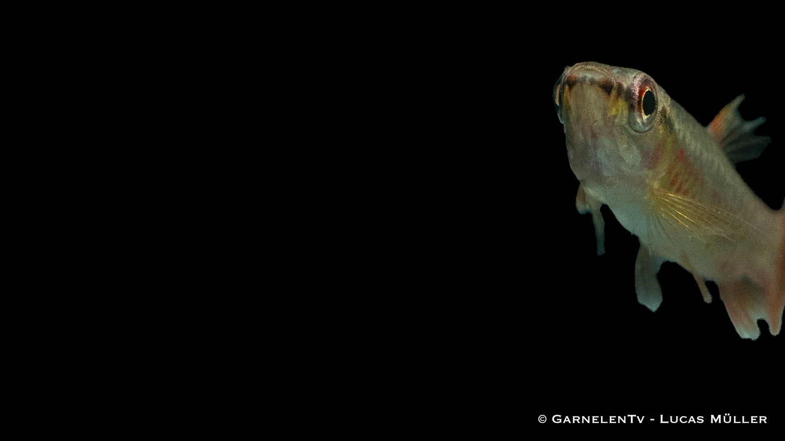 Spritzsalmler (Copella arnoldi) in einem bepflanzten Aquarium