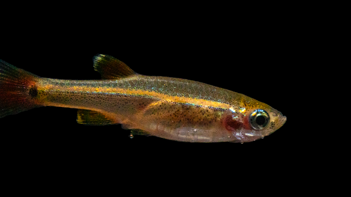 Nahaufnahme von Tanichthys albonubes im Wasser