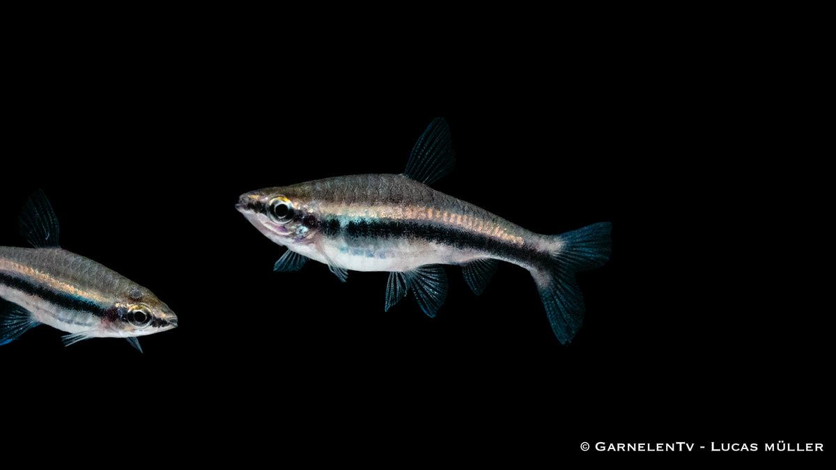 Nannostomus beckfordi – Bunte Ziersalmler für Aquarien