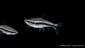Nannostomus beckfordi – Bunte Ziersalmler für Aquarien