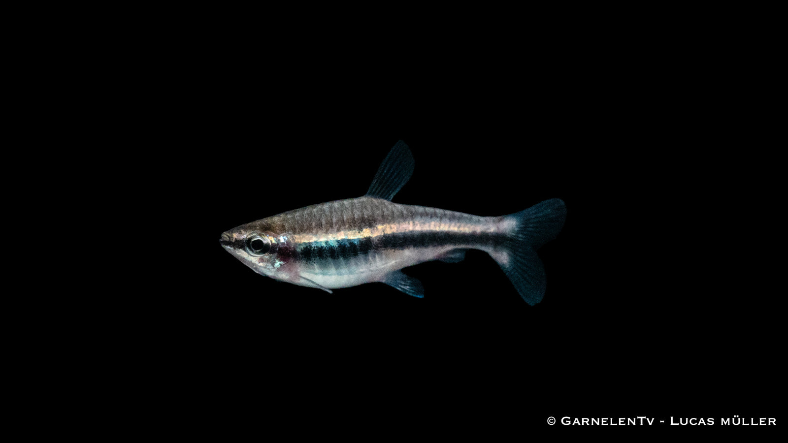 Längsband Ziersalmler (Nannostomus beckfordi) im Aquarium