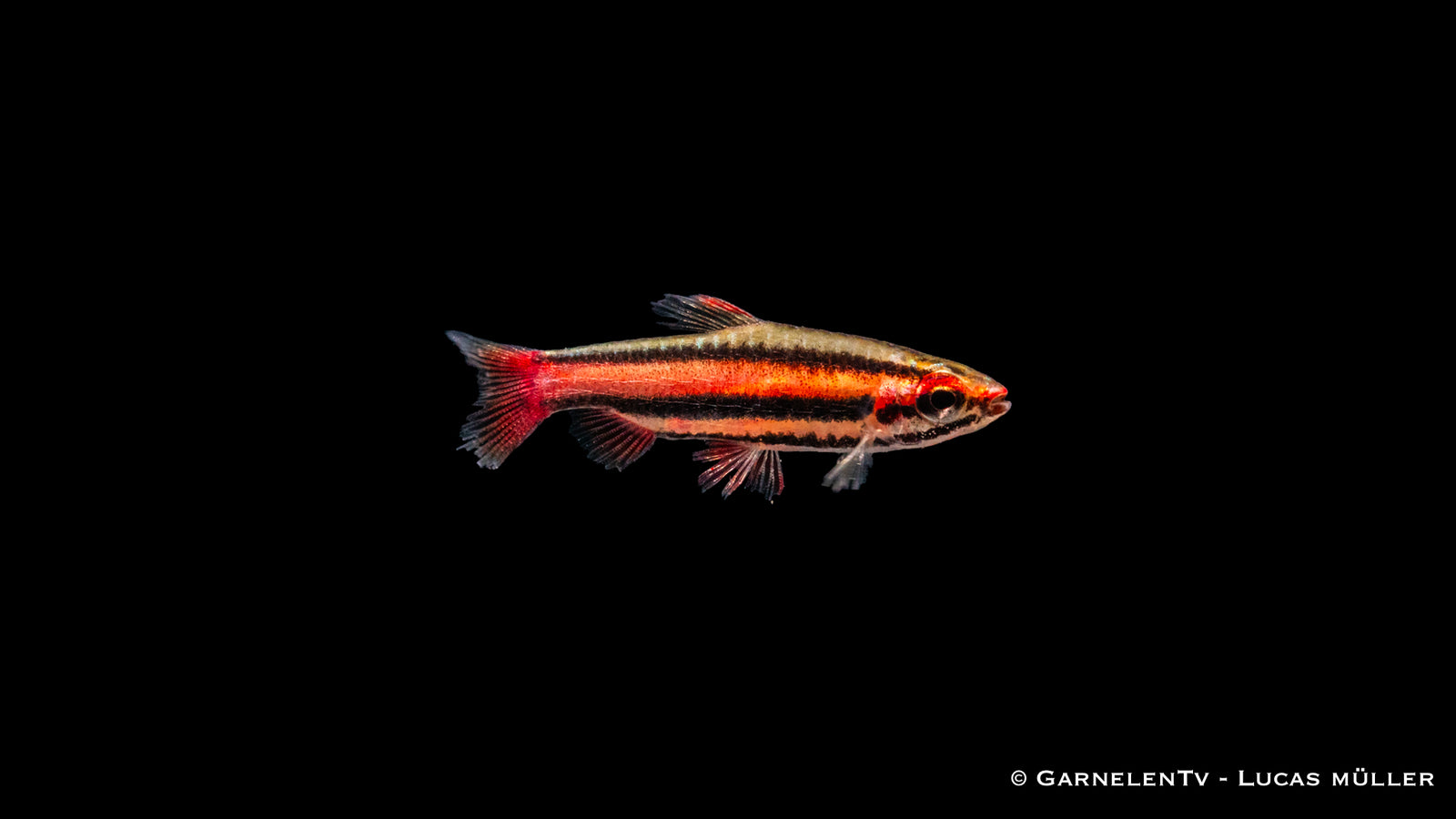 Purpur Ziersalmler (Nannostomus mortenthaleri) im Aquarium