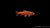 Purpur Ziersalmler (Nannostomus mortenthaleri) im Aquarium