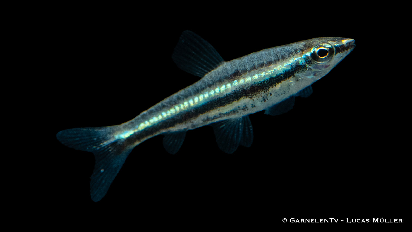Dreibinden-Ziersalmler (Nannostomus trifasciatus) im Aquarium